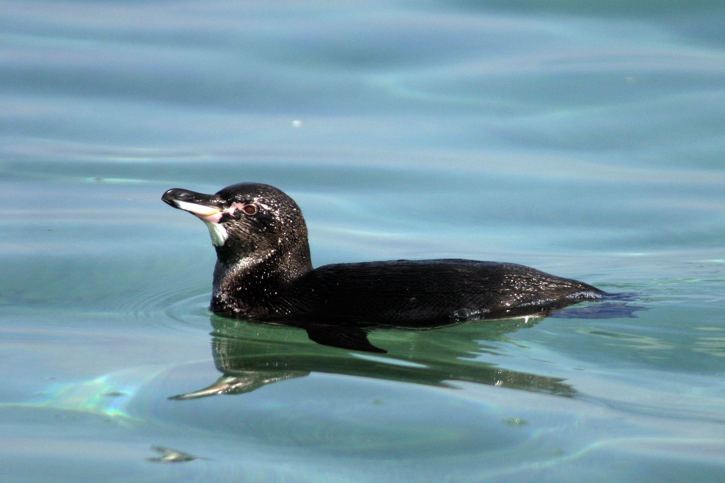chim cánh cụt Galápagos