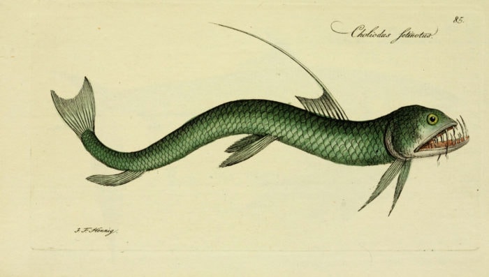 cá rắn viper