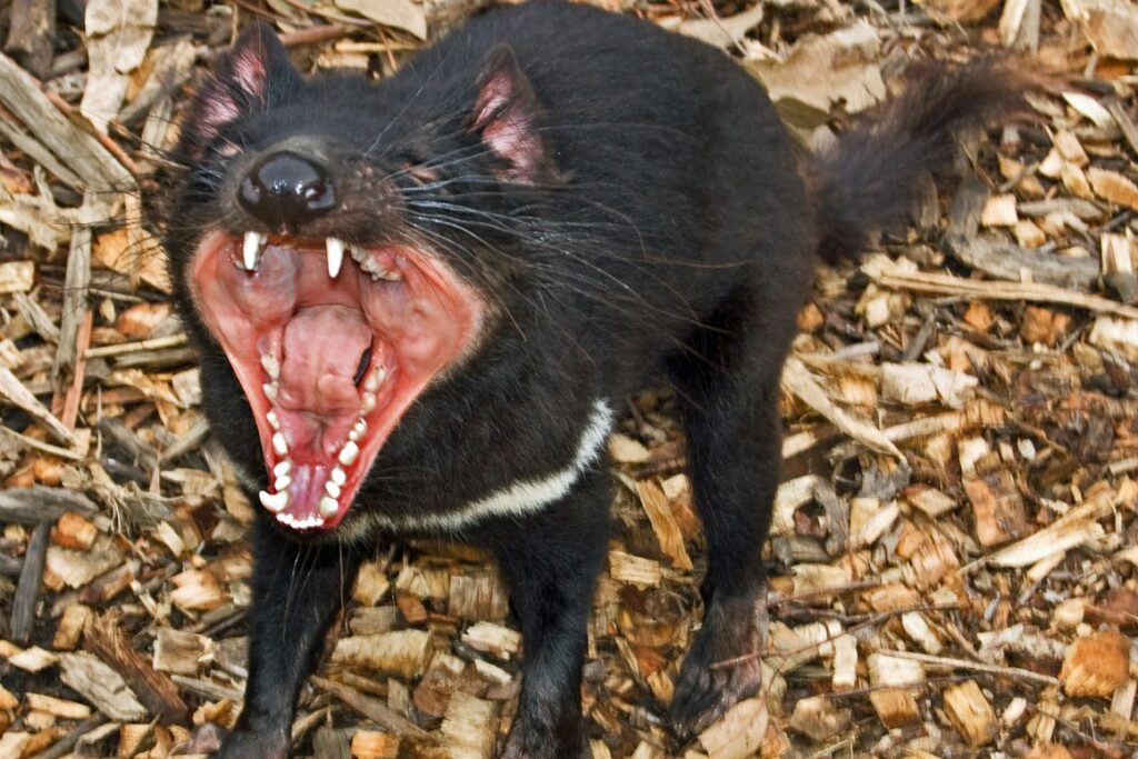 tasmania devil