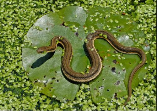 rắn ráo nước