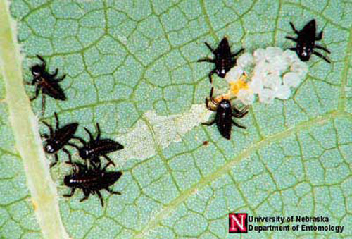 Ấu trùng bọ rùa mới nở. Ảnh của Jim Kalisch, Đại học Nebraska, Lincoln.