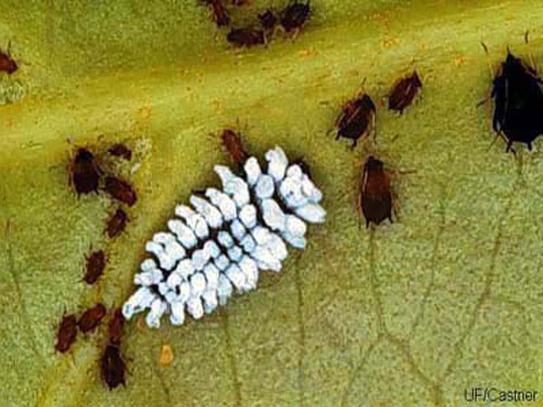 Ấu trùng của bọ cánh cứng Scymnus sp. Ảnh của James Castner, Đại học Florida.