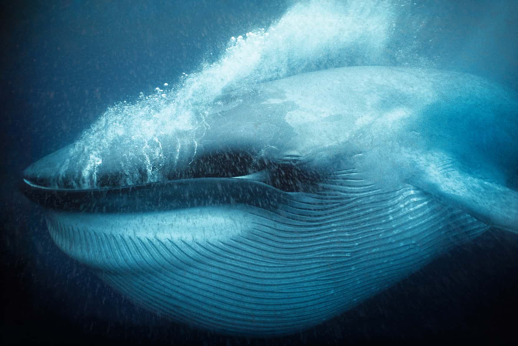 cá voi xanh ăn gì