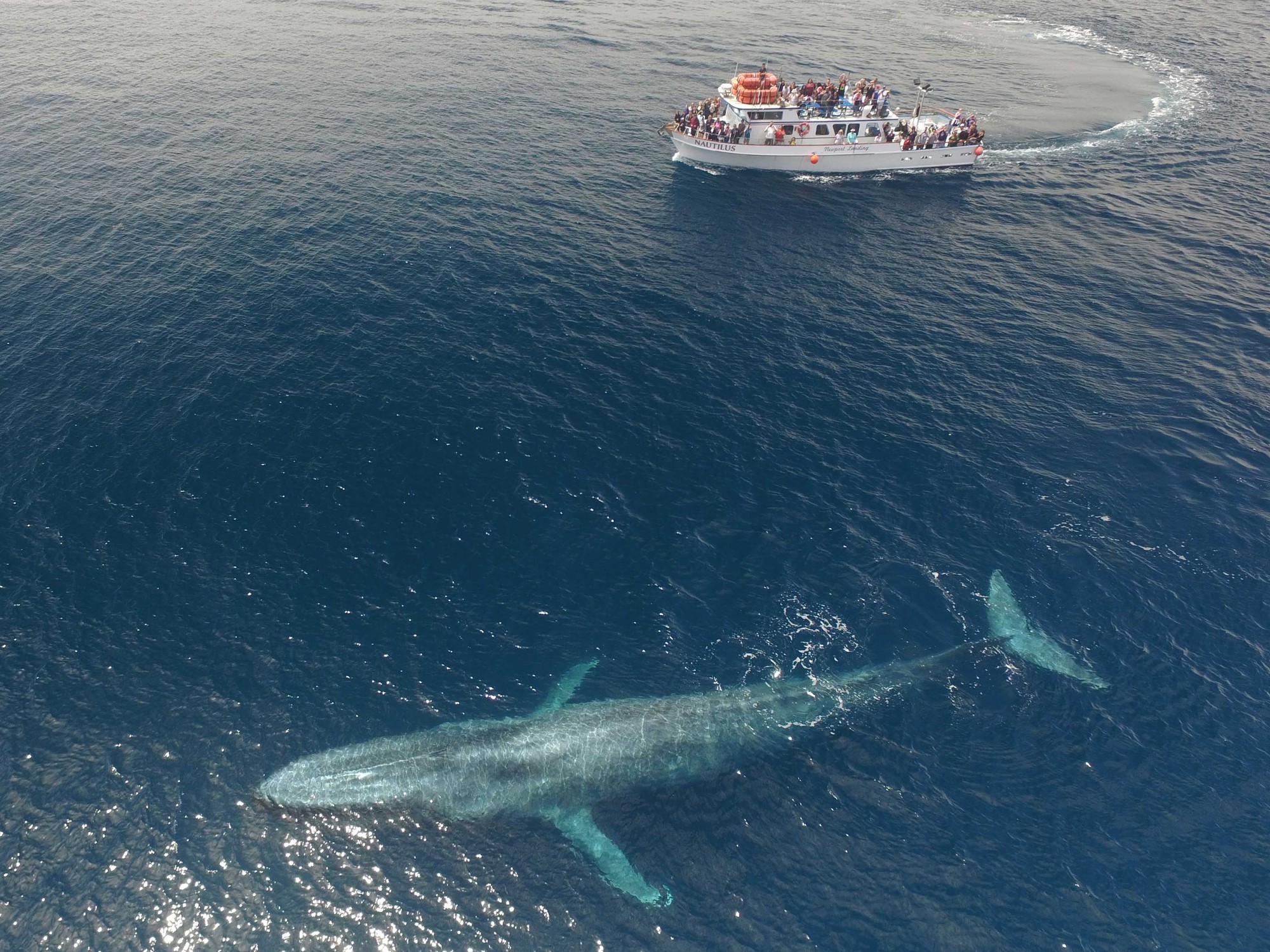 Cá voi xanh là gì? Ăn gì? Loài động vật lớn nhất thế giới sống ở đâu