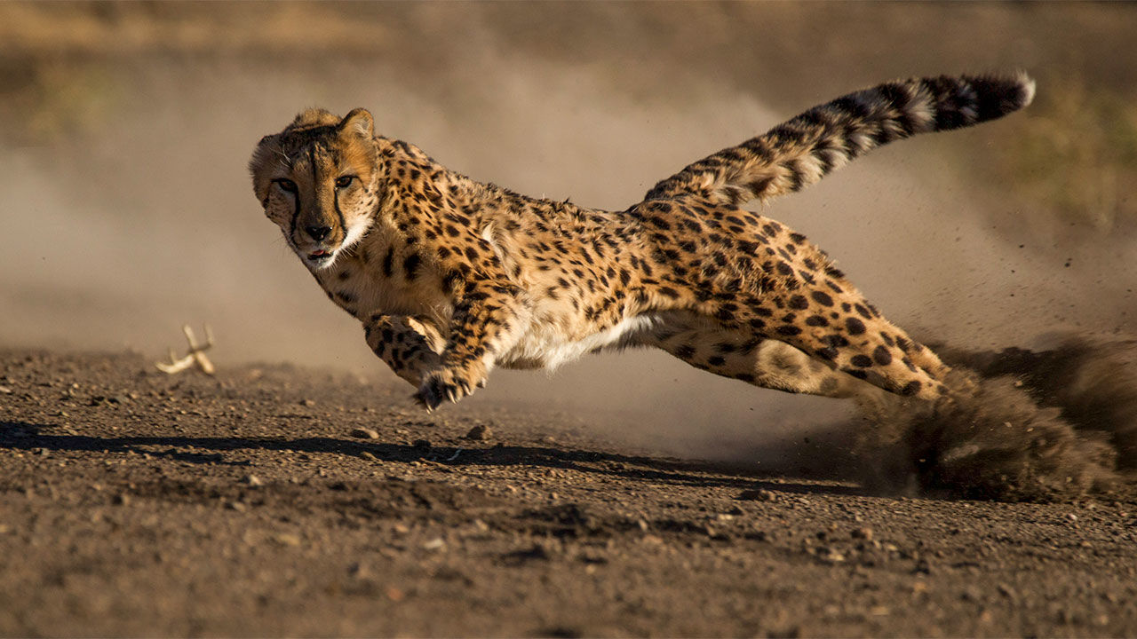 báo cheetah săn mồi