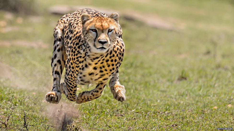 báo cheetah