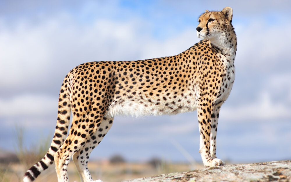báo săn cheetah
