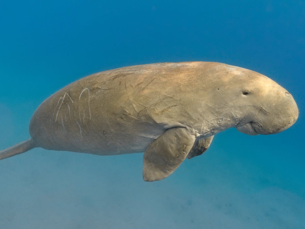 bò biển dugong