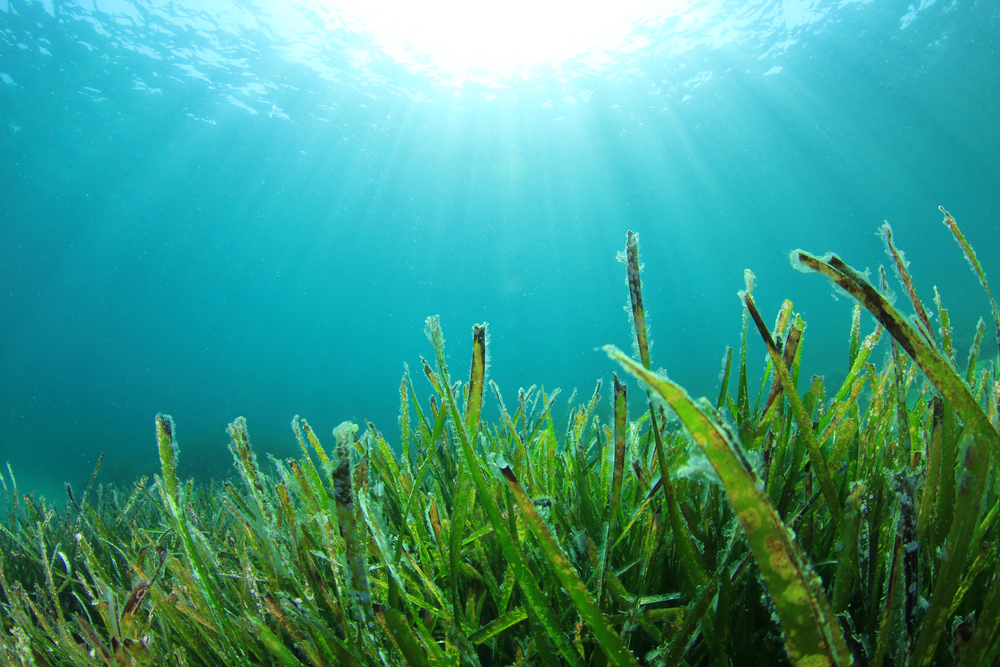 Cỏ biển seagrass là gì? Công dụng và thực trạng - IAS Links