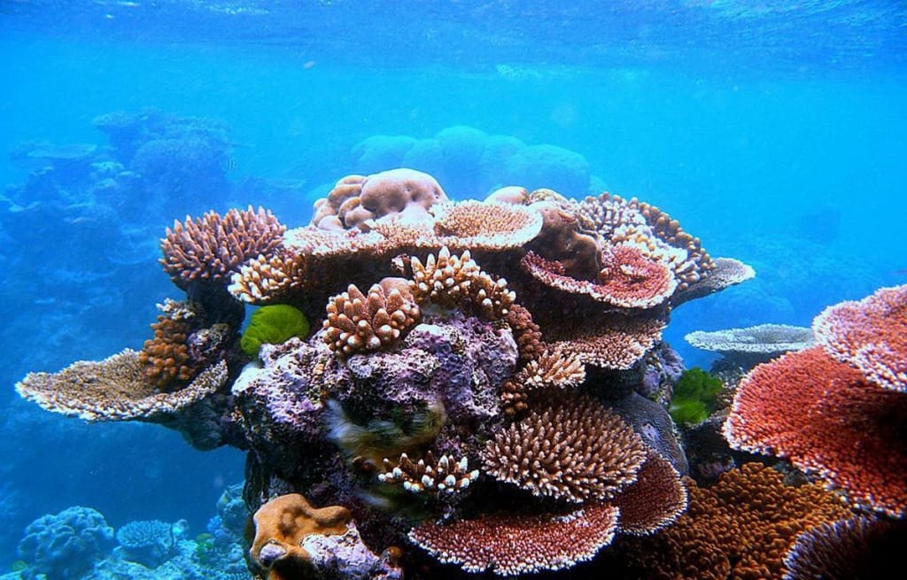Một trong những rạn san hô đẹp nhất thế giới