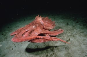 bạch tuộc khổng lồ