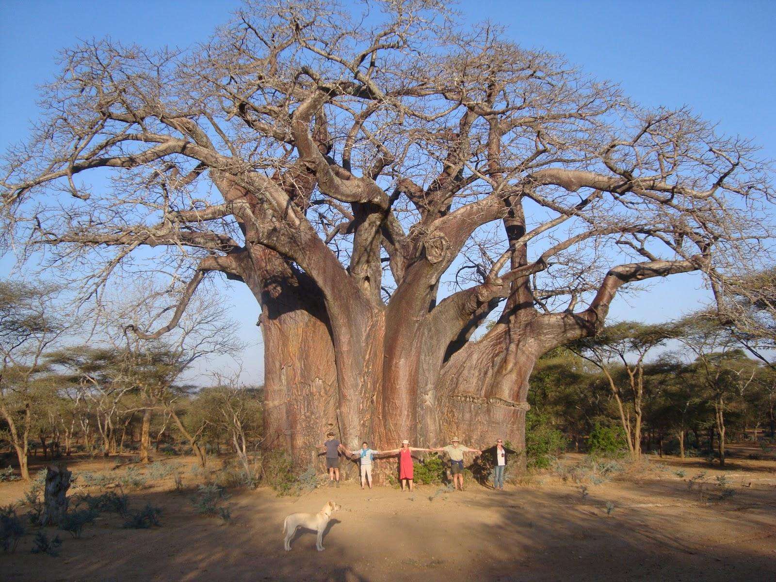 cây bao báp lớn nhất thế giời