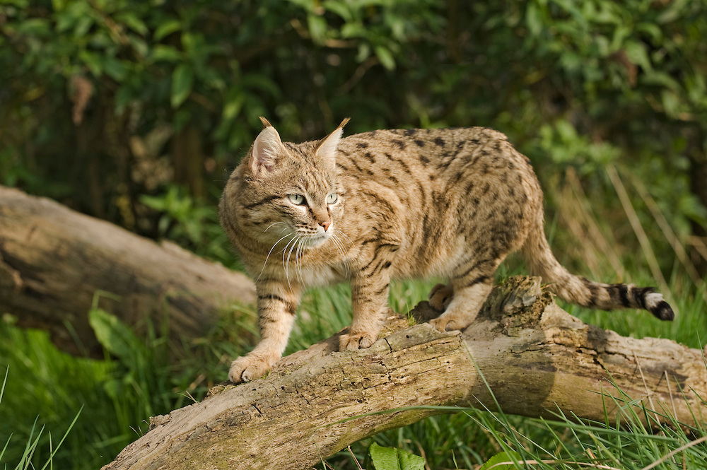 mèo rừng châu Á