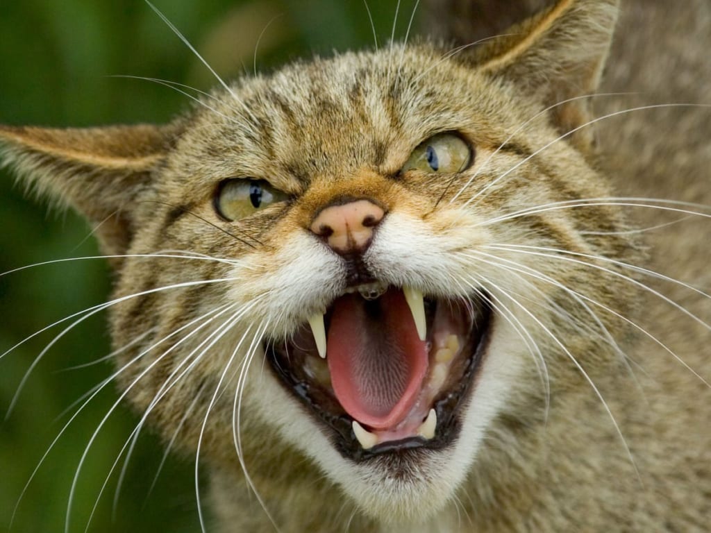 mèo rừng là gì