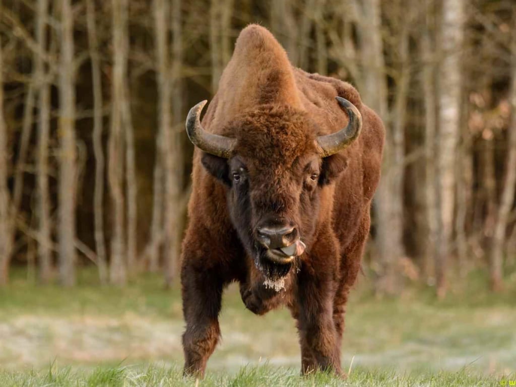 bò rừng bison