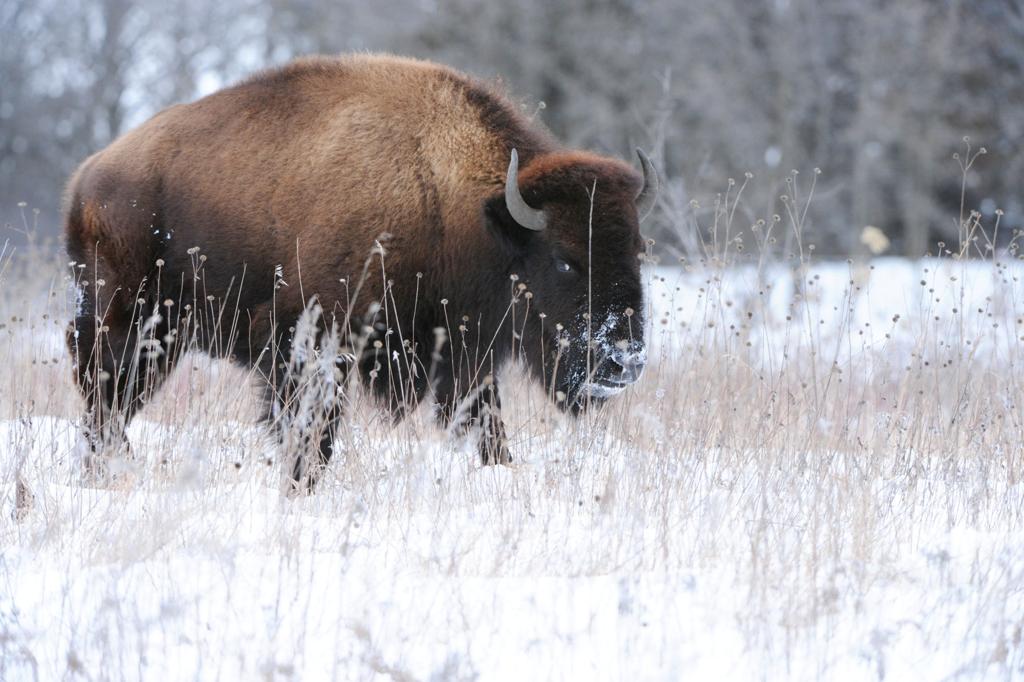 bò rừng bison giữa mùa đông lạnh giá