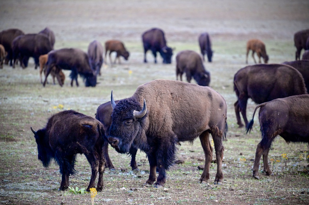 đàn bò rừng bison