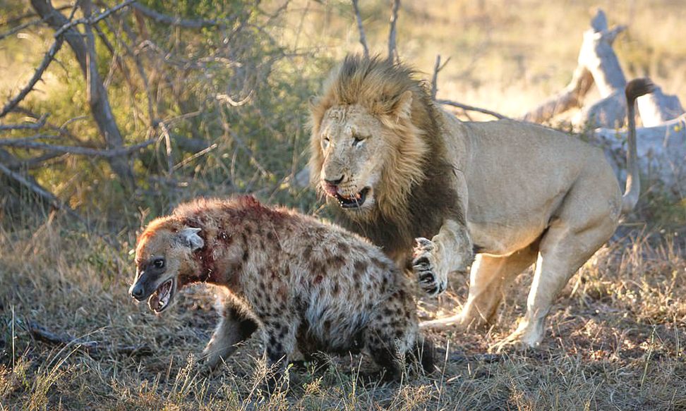Tại sao sư tử không ăn thịt linh cẩu?