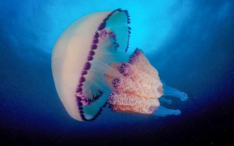 sứa biển là con gì