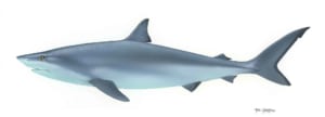 cá mập bò