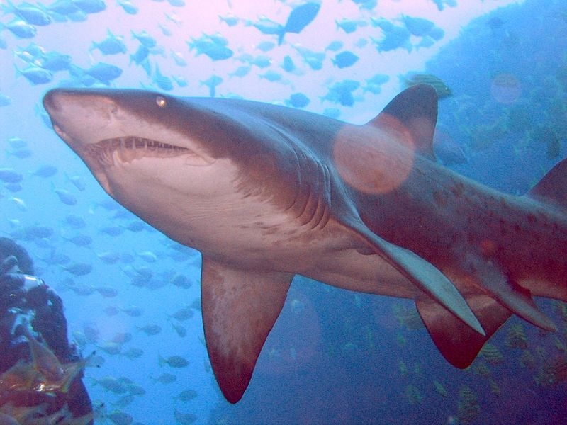 cá mập bò là con gì