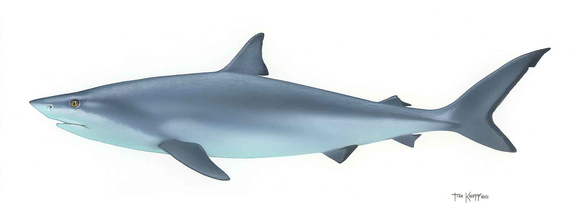 Cá mập bò mắt trắng nặng bao nhiêu? Sống ở đâu, ăn gì