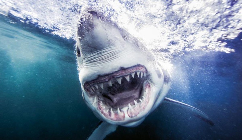Cá mập trắng ăn thịt người không?