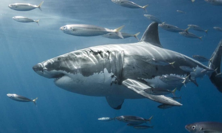 cá mập trắng lớn nhất thế giới