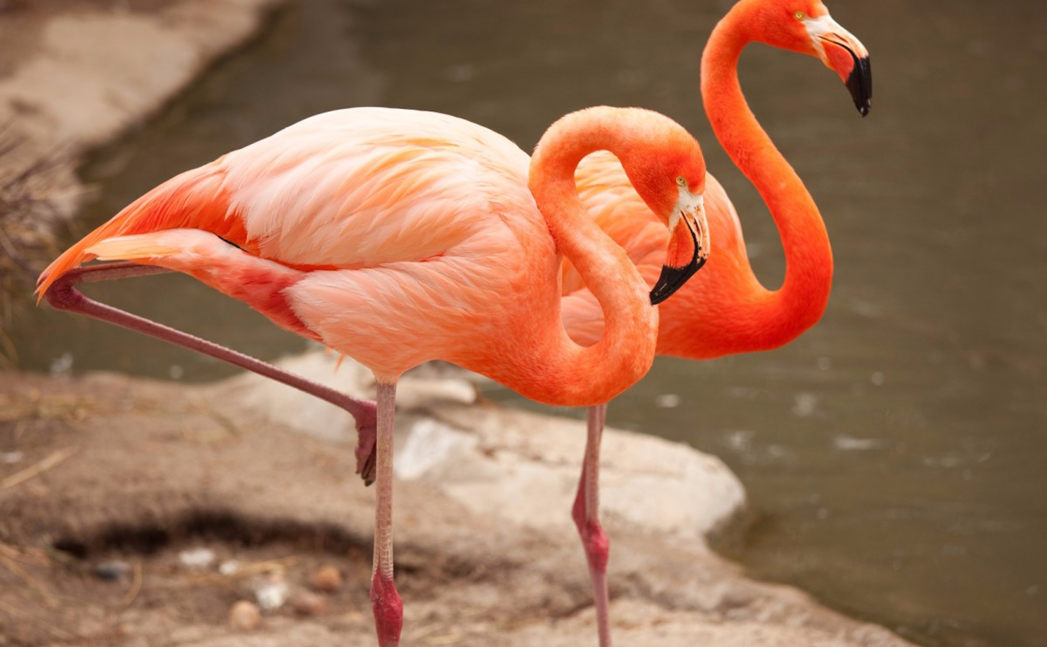 chim flamingo
